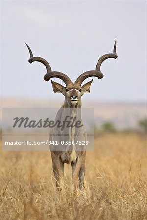 Male greater kudu (Tragelaphus strepsiceros), Kruger National Park, South Africa, Africa