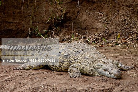 Nile crocodile (Crocodylus niloticus), Masai Mara National Reserve, Kenya, East Africa, Africa