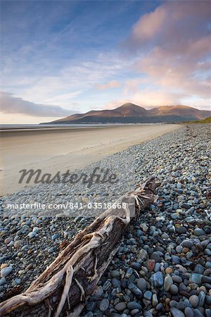 Drfitwood on Dundrum Bay looking towards the Mountains of Mourne, County Down, Ulster, Northern Ireland, United Kingdom, Europe