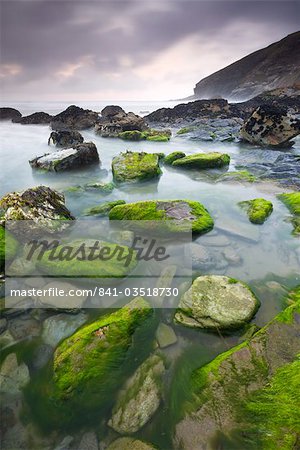 Algae covered rocks at Tregardock Beach, North Cornwall, England, United Kingdom, Europe