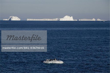 Adelie penguins (Pygoscelis adeliae) on ice floe, Dumont d'Urville, Antarctica, Polar Regions