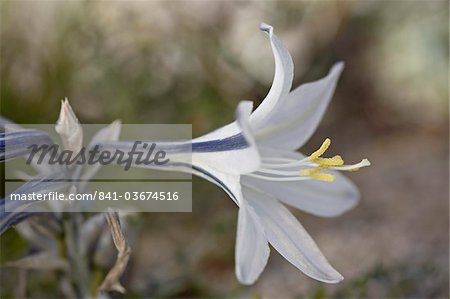Desert Lily (Hesperocallis undulata), Anza-Borrego Desert  State Park, California, United States of America, North America