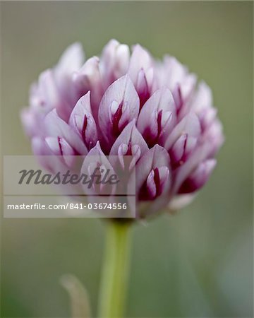 Alpine clover (Trifolium dasyphyllum), Mount Evans, Colorado, United States of America, North America