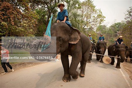 Elephant Conservation Center, Lampang, Thailand, Southeast Asia, Asia