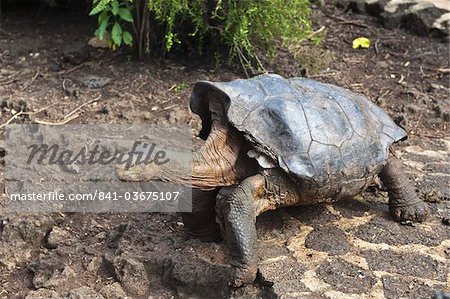 Diego, a giant tortoise (Geochelone nigra) at the Charles Darwin Research Station, Galapagos National Park, Puerto Ayora, Isla Santa Cruz (Santa Cruz island), Galapagos Islands, Ecaudor, South America