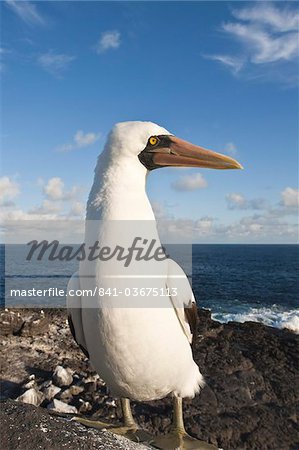 Nazca Booby (Sula dactylatra), Suarez Point, Isla Espanola (Hood Island), Galapagos Islands, UNESCO World Heritage Site, Ecuador, South America