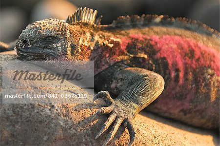 Marine iguana (Amblyrhynchus cristatus), Suarez Point, Isla Espanola (Hood Island), Galapagos Islands, UNESCO World Heritage Site, Ecuador, South America Marine iguana (Amblyrhynchus cristatus), Suarez Point, Isla Espanola (Hood Island), Galapagos Islands, UNESCO World Heritage Site, Ecuador, South America