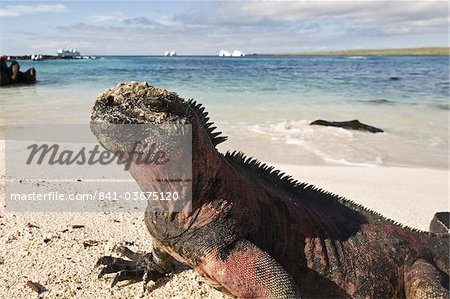 Marine iguana (Amblyrhynchus cristatus), Suarez Point, Isla Espanola (Hood Island), Galapagos Islands, UNESCO World Heritage Site, Ecuador, South America