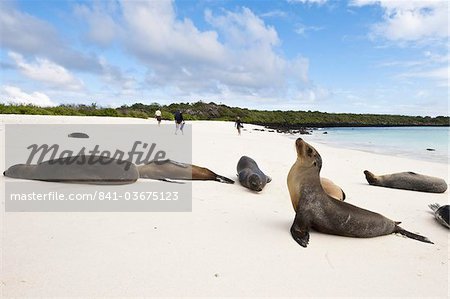 Galapagos sea lion (Zalophus wollebaeki), Gardner Bay, Isla Espanola (Hood Island), Galapagos Islands, UNESCO World Heritage Site, Ecuador, South America