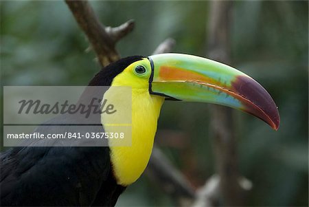 Keel-billed toucan (rainbow-billed toucan) (Ramphastos Sulfuratus), Macaw Mountain Bird Park, near Copan, Honduras, Central America