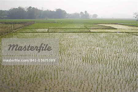 Rice paddy fields, Kaziranga district, Assam, India, Asia