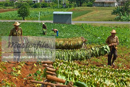 Farmers with tobacco leaves tied on pole for drying, Vinales. Cuba, West Indies, Caribbean, Central America