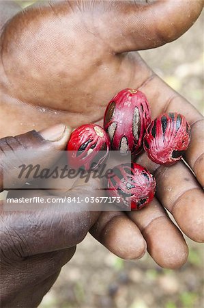Nutmeg, from the tree genus Myristica, with mace covering the seed, in palm of a man's hand, Grenada, West Indies, Caribbean, Central America