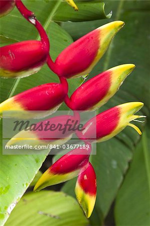 Heliconia pendula, a flowing plant native to tropical areas, St. Lucia, West Indies, Caribbean, Central America