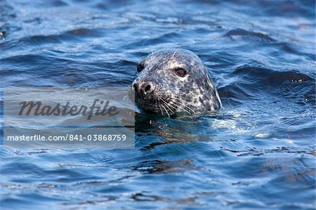 Grey seal (Halichoerus grypus), Farne Islands, Seahouses, Northumberland, England, United Kingdom, Europe Grey seal (Halichoerus grypus), Farne Islands, Seahouses, Northumberland, England, United Kingdom, Europe