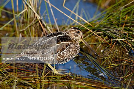 Common snipe (Gallinago gallinago), Arapaho National Wildlife Refuge, Colorado, United States of America, North America Common snipe (Gallinago gallinago), Arapaho National Wildlife Refuge, Colorado, United States of America, North America