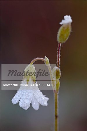 Mouse-ear chickweed (field chickweed) (Cerastium strictum) (Cerastium arvense), Cottonwood Pass, Collegiate Peaks Wilderness, Gunnison National Forest, Colorado, United States of America, North America