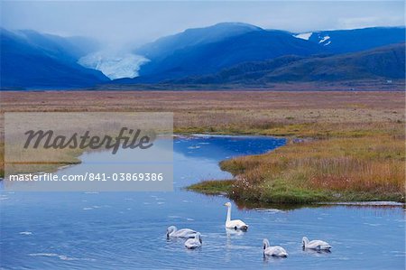 Whooper swans (Cygnus cygnus) family, Hoffelsjokull glacier in background, north of Hofn, East Fjords region (Austurland), Iceland, Polar Regions