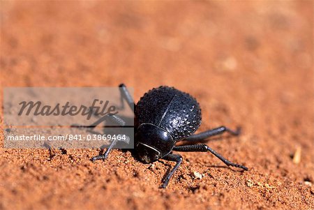 Onymacris unguicularis Tenebrionid beetle Onymacris unguicularis Namib desert