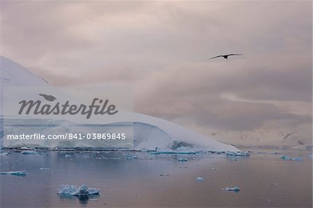 Skua glides over a channel dotted with icebergs, Antarctic Peninsula, Antarctica, Polar Regions