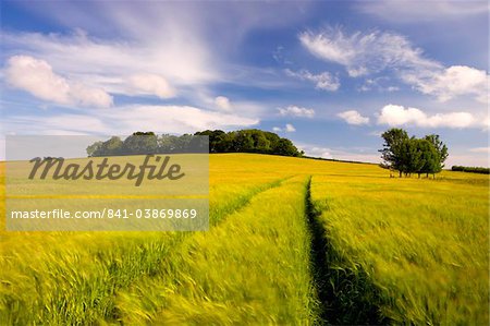 Golden barley field growing in rural Dorset countryside, Winterbourne Abbas, Dorset, England, United Kingdom, Europe