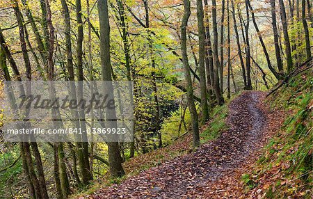 Footpath through autumnal woodland above the Nedd Fechan River near Pontneddfechan, Brecon Beacons National Park, Powys, Wales, United Kingdom, Europe