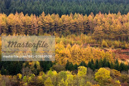 Rows of deciduous and coniferous trees in autumn colours, Brecon Beacons National Park, Powys, Wales, United Kingdom, Europe