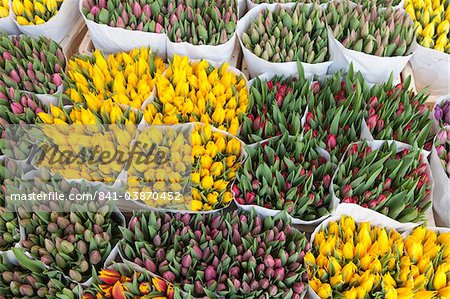 Tulips on display in the Bloemenmarkt (flower market), Amsterdam, Netherlands, Europe