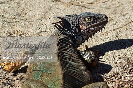 A large male Green Iguana, a lizard species endemic to Central and South America, Nosara, Nicoya Peninsula, Guanacaste Province, Costa Rica, Central America