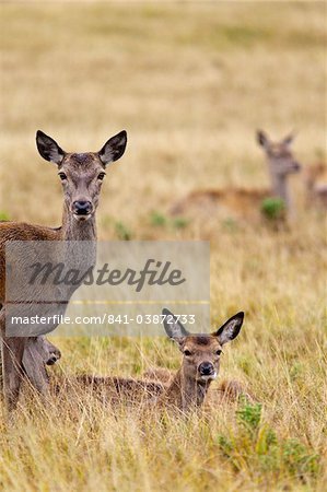Red deer (Cervus elaphus) hinds, Richmond Park, Surrey, England, United Kingdom, Europe