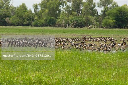 Flock of magpie geese beside South Alligater River, Yellow Water Wetland, Kakadu National Park, UNESCO World Heritage Site, Northern Territory, Australia, Pacific