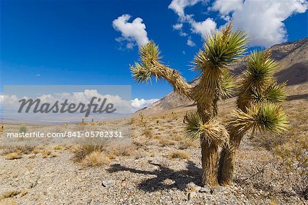 Joshua tree forest (Yucca brevifolia), on the Racetrack road, Death Valley National Park, California, United States of America, North America