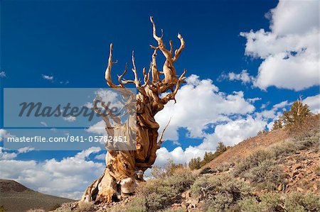 A twisted very old Bristlecone Pine (Pinus longaeva), on sage brush covered slopes of dolomite limestone, in the Ancient Bristlecone Pine Forest Park, Inyo National Forest, Bishop, California, United States of America, North America A twisted very old Bristlecone Pine (Pinus longaeva), on sage brush covered slopes of dolomite limestone, in the Ancient Bristlecone Pine Forest Park, Inyo National Forest, Bishop, California, United States of America, North America