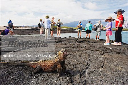 Tourists looking at marine iguanas (Amblyrhynchus cristatus), Isla Isabela, Galapagos Islands, UNESCO World Heritage Site, Ecuador, South America
