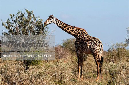 Masai giraffe (Giraffa camelopardalis), Lualenyi Game Reserve, Kenya, East Africa, Africa