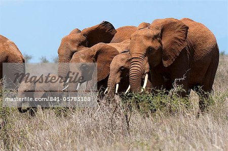 Elephants (Loxodonta africana), Lualenyi Game Reserve, Kenya, East Africa, Africa