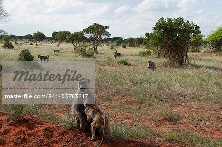 Yellow baboons (Papio hamadryas cynocephalus), Tsavo East National Park, Kenya, East Africa, Africa