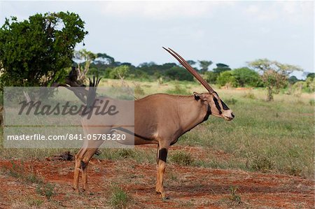 Oryx (Oryx gazella), Tsavo East National Park, Kenya, East Africa, Africa Oryx (Oryx gazella), Tsavo East National Park, Kenya, East Africa, Africa
