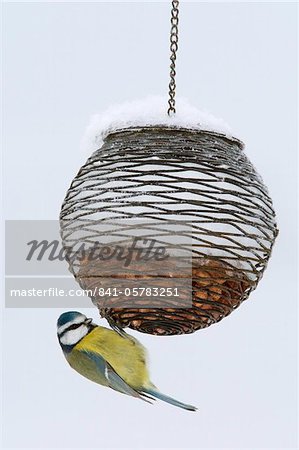 Blue tit on feeder in snow, United Kingdom, Europe