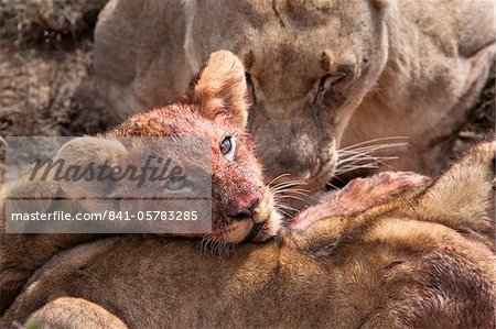 Lion cub (Panthera leo) on kill, Kwandwe private reserve, Eastern Cape, South Africa, Africa