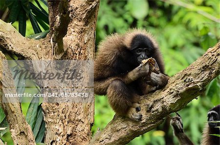 Bornean Gibbon (Hylobates muelleri), Lok Kawi Wildlife Park, Sabah, Borneo, Malaysia, Southeast Asia, Asia