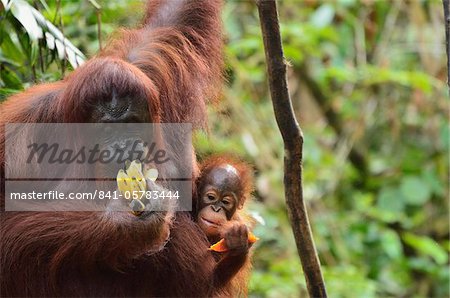 Orangutan (Pongo borneo), Semenggoh Wildlife Reserve, Sarawak, Borneo, Malaysia, Southeast Asia, Asia
