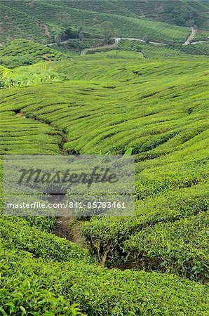 Tea Plantation, Cameron Highlands, Perak, Malaysia, Southeast Asia, Asia