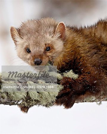 Captive fisher (Martes pennanti) in a tree in the snow, near Bozeman, Montana, United States of America, North America