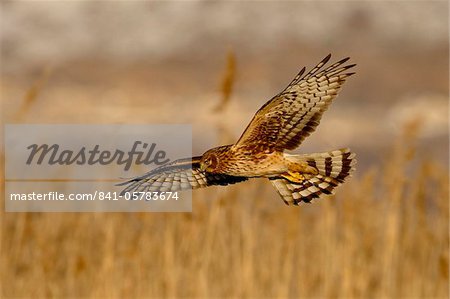 Female northern harrier (Circus cyaneus) in flight while hunting, Farmington Bay, Utah, United States of America, North America