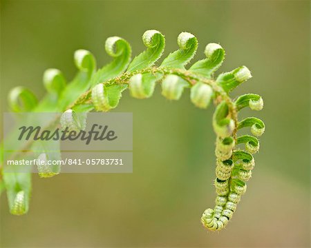 Western sword fern (Polystichum munitum) tip, Cathedral Grove, MacMillan Provincial Park, British Columbia, Canada, North America