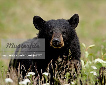 Black bear (Ursus americanus), Alaska Highway, British Columbia, Canada, North America