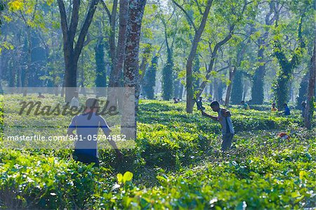 Worker in the Tea plantations in Assam, Northeast India, India, Asia