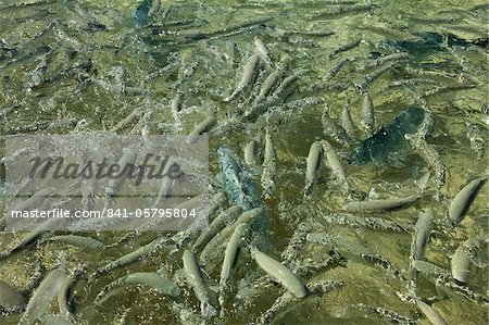 Many mullet and trevally during fish feeding at Ned's Beach, one of the most popular tourist activities on this 10km long volcanic island with the world's most southerly coral reef in the Tasman Sea, Lord Howe Island, New South Wales, Australia, Pacific