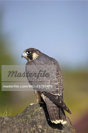 Captive Peregrine Falcon, Loughborough, Leicestershire, England, United Kingdom, Europe